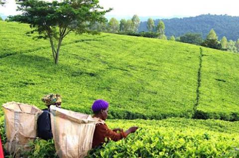 La firme londonienne Global Tea & Commodities recevra un financement de 4 millions $ de la SFI pour accroître ses activités au Malawi