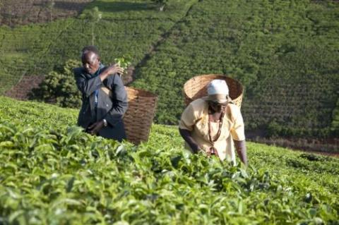 Kenya : la croissance économique est de 5,7% au 1er trimestre 2018, grâce au rebond de l’agriculture